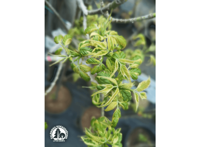 Acer negundo   'Elegans'